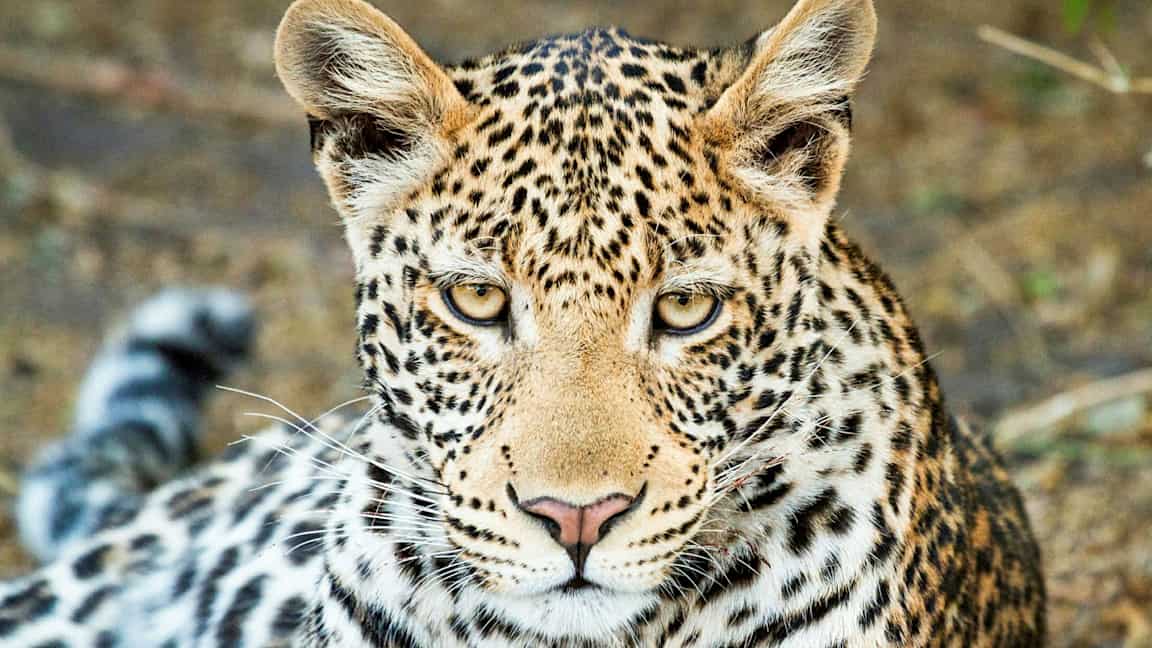 En leopard som ligger på marken och tittar framåt. (AI-genererad text)