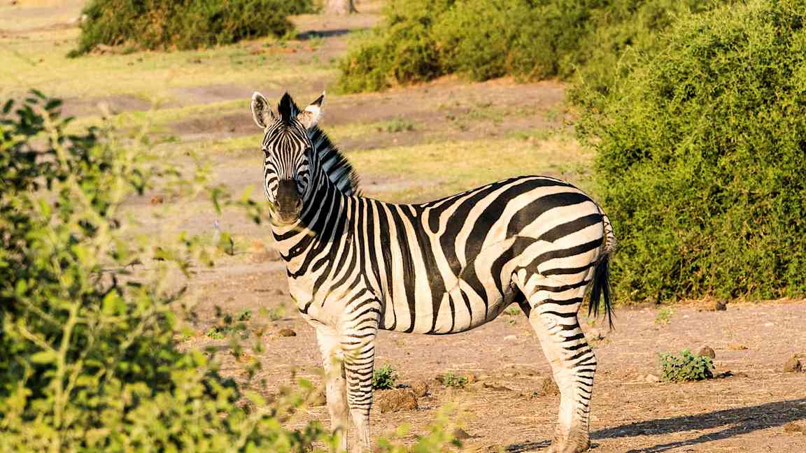 En zebra står på en gräsbevuxen slätt. (AI-genererad text)