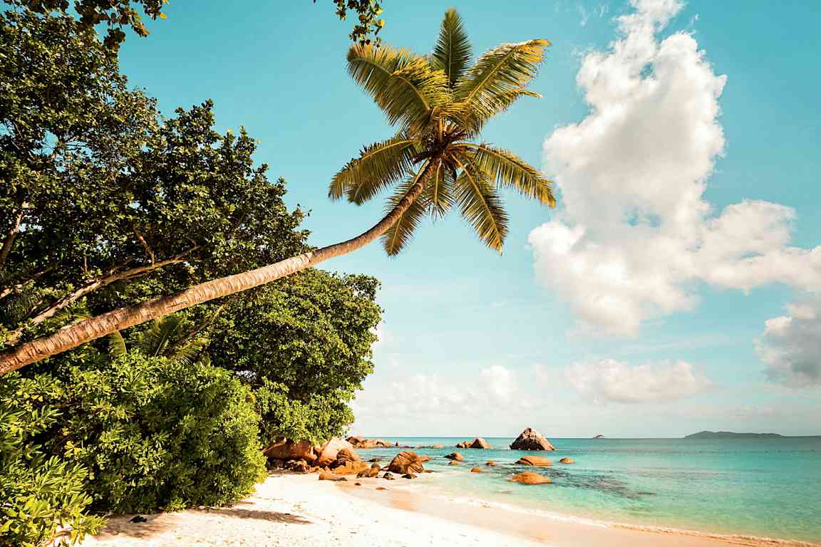 En strand med klarblått vatten, vit sand och en böjd palm i förgrunden. (AI-genererad text)