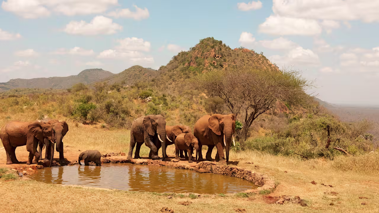 Safari i Afrika – ett äventyr för livetFå 2.000:- i premiärrabatt!