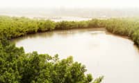 Mangrove-område Senegal