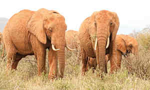Elefanter i Tsavo National Park