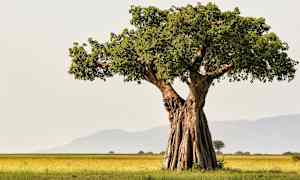 Baobabträd i Tarangire National Park
