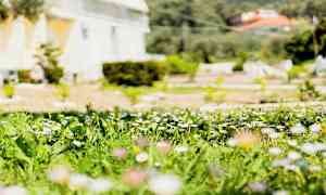 Närbild på en blomsteräng med prästkragar och grönt gräs framför en byggnad i bakgrunden. (AI-genererad text)