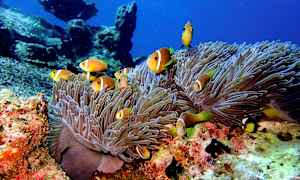 Undervattensbild med clownfiskar som simmar bland havsanemoner och korallrev. (AI-genererad text)