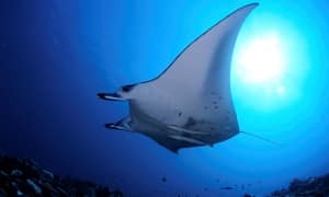 En manta som simmar i en blå undervattensmiljö. (AI-genererad text)