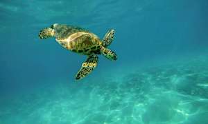 En sköldpadda simmar i klart vatten. (AI-genererad text)