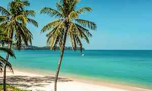 Flera palmer står vid en sandstrand med turkost hav och klarblå himmel i bakgrunden. (AI-genererad text)