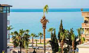 Palmer nära havet, med byggnader på sidan. (AI-genererad text)