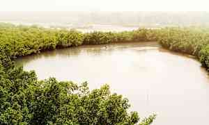 Mangrove-område Senegal