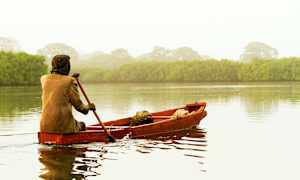 Mangrove-område Senegal