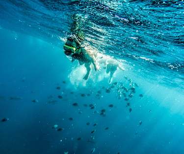 Snorkla i det Karibiska havet