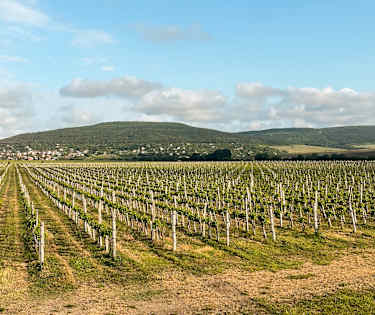 Utforska vinlandet Bulgarien