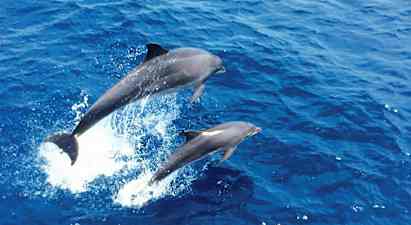 Bild av två delfiner som hoppar upp ur det blå havet. (AI-genererad text)