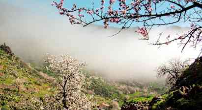 Vacker dal täckt med blommande mandelträd och molnigt landskap. (AI-genererad text)