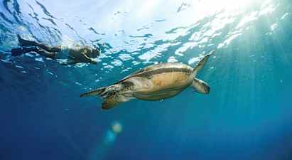 En person snorklar bredvid en sköldpadda under vattnet med solljus som tränger igenom ytan. (AI-genererad text)