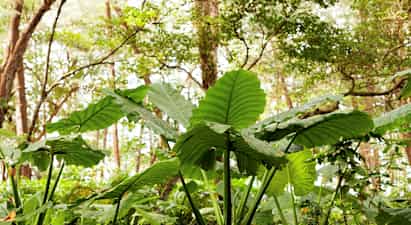 Gröna blad i en skog. (AI-genererad text)