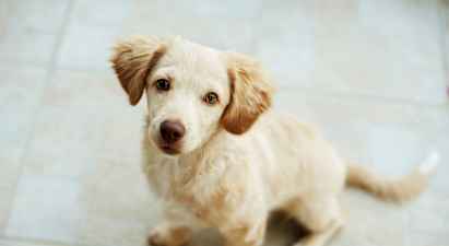 En liten ljus hund sitter på ett golv. (AI-genererad text)