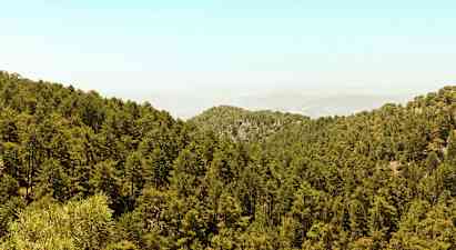 En tät skog täcker ett kuperat landskap under en klar himmel. (AI-genererad text)