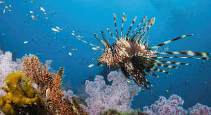 En tropisk fisk med spetsiga fenor simmar över ett färgglatt korallrev. (AI-genererad text)