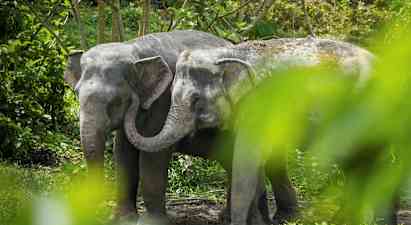 Två elefanter står nära varandra i en grönskande omgivning. (AI-genererad text)