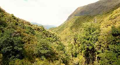 En grön skog i en dal med berg i bakgrunden. (AI-genererad text)