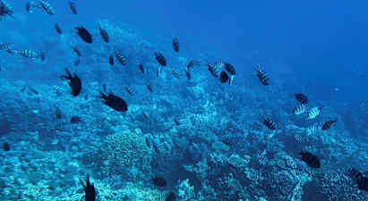 Korallrev under vatten med fiskar. (AI-genererad text)