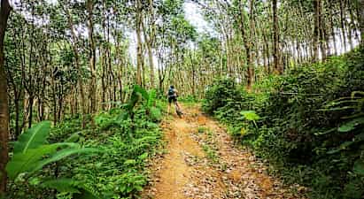 Person cyklar uppför en skogsstig omgiven av träd och grönska. (AI-genererad text)