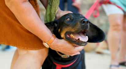 En person klappar en svart hund som har öppen mun och bär ett koppel. (AI-genererad text)