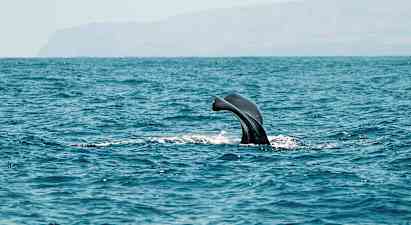 Valfena syns ovanför vattenytan i havet. (AI-genererad text)