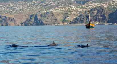 Tre delfiner simmar i havet, med en segelbåt och bergig kustlinje i bakgrunden. (AI-genererad text)