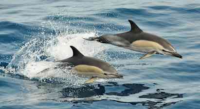 Två delfiner hoppar genom vattnet. (AI-genererad text)