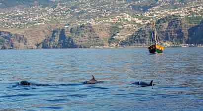Tre delfiner simmar i havet, med en segelbåt och bergig kustlinje i bakgrunden. (AI-genererad text)