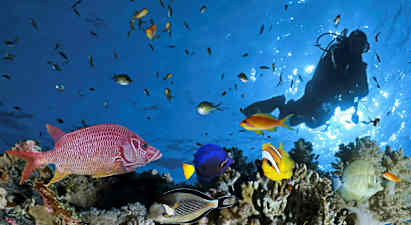 En grupp färgglada fiskar och en dykare vid ett korallrev. (AI-genererad text)