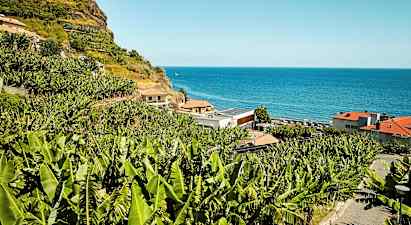 En sluttning med bananplantor vid havet. (AI-genererad text)