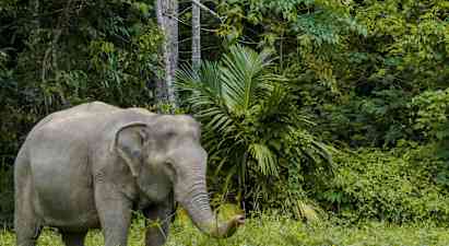 Bild på en elefant i en grönskog. (AI-genererad text)