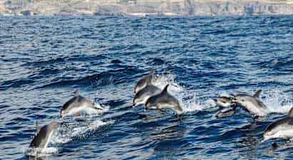 En grupp delfiner hoppar och simmar i havet nära en kustlinje. (AI-genererad text)
