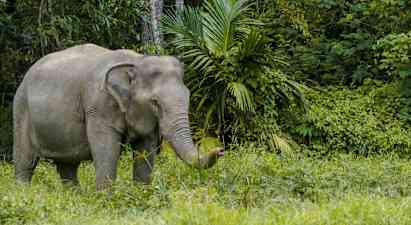 Bild på en elefant i en grönskog. (AI-genererad text)