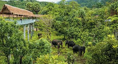 Phuket Elephant Sanctuary