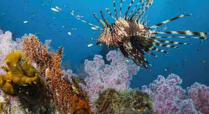 Snorkeling Safari Racha Yai