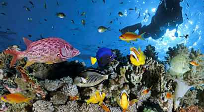 Discover Scuba Diving, Phuket