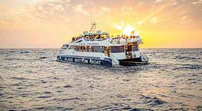 Soluppgång och delfiner