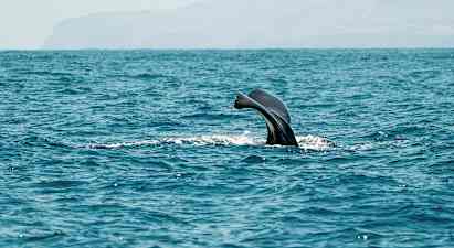 Val- och delfinskådning