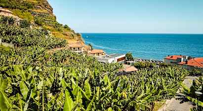 Smaker från Madeira – de madeiriska bananerna