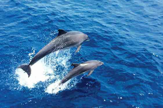 Bild av två delfiner som hoppar upp ur det blå havet. (AI-genererad text)