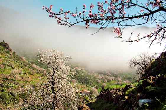 Vacker dal täckt med blommande mandelträd och molnigt landskap. (AI-genererad text)