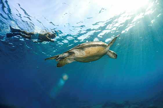 En person snorklar bredvid en sköldpadda under vattnet med solljus som tränger igenom ytan. (AI-genererad text)