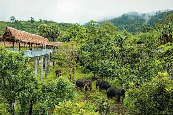 En gångbro med ett halmtak över grönska och ett par elefanter. (AI-genererad text)