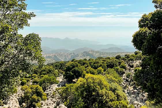 Vy över en skogsklädd bergssluttning med bergen i bakgrunden. (AI-genererad text)