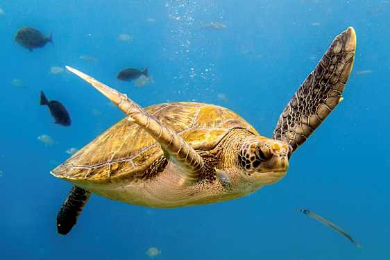 En havssköldpadda simmar i klart vatten med fiskar runt omkring. (AI-genererad text)